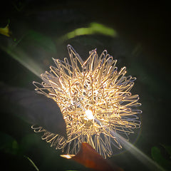 Lorled Dandelion Solar Lights Best Outdoor Solar Flower Lights