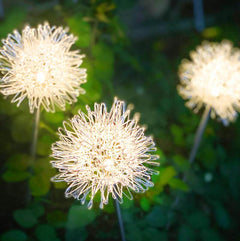 Lorled Rechargeable Warm White Colour Changing Solar Lights Solar Dandelion Lights